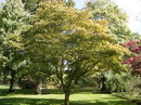 افرای سرخ